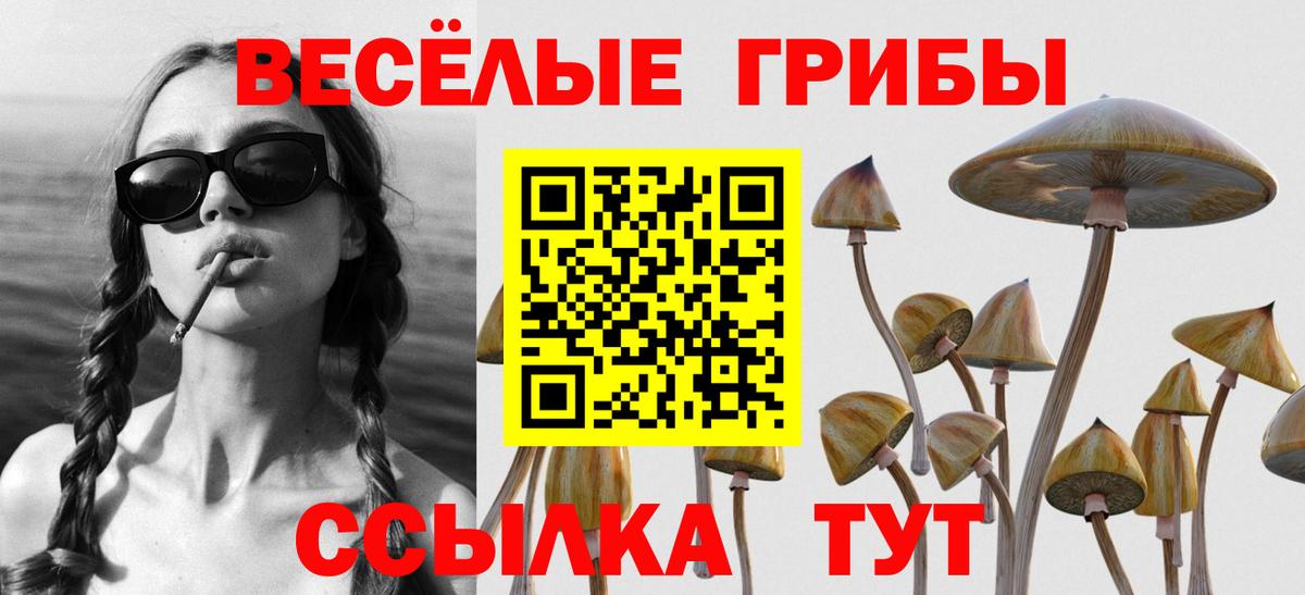 Псилоцибиновые грибы Psilocybine cubensis Боровичи